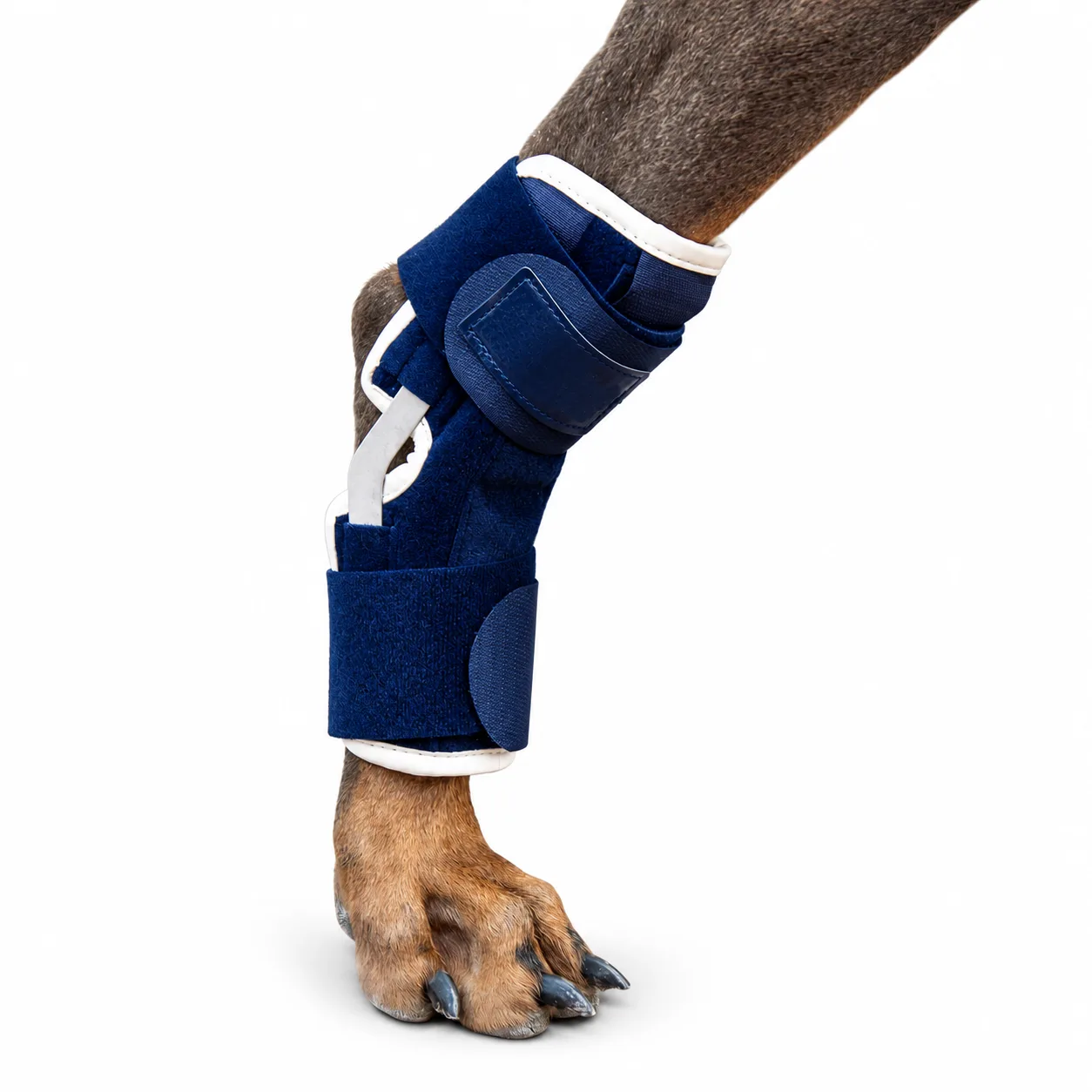 Dog Hock Support Brace